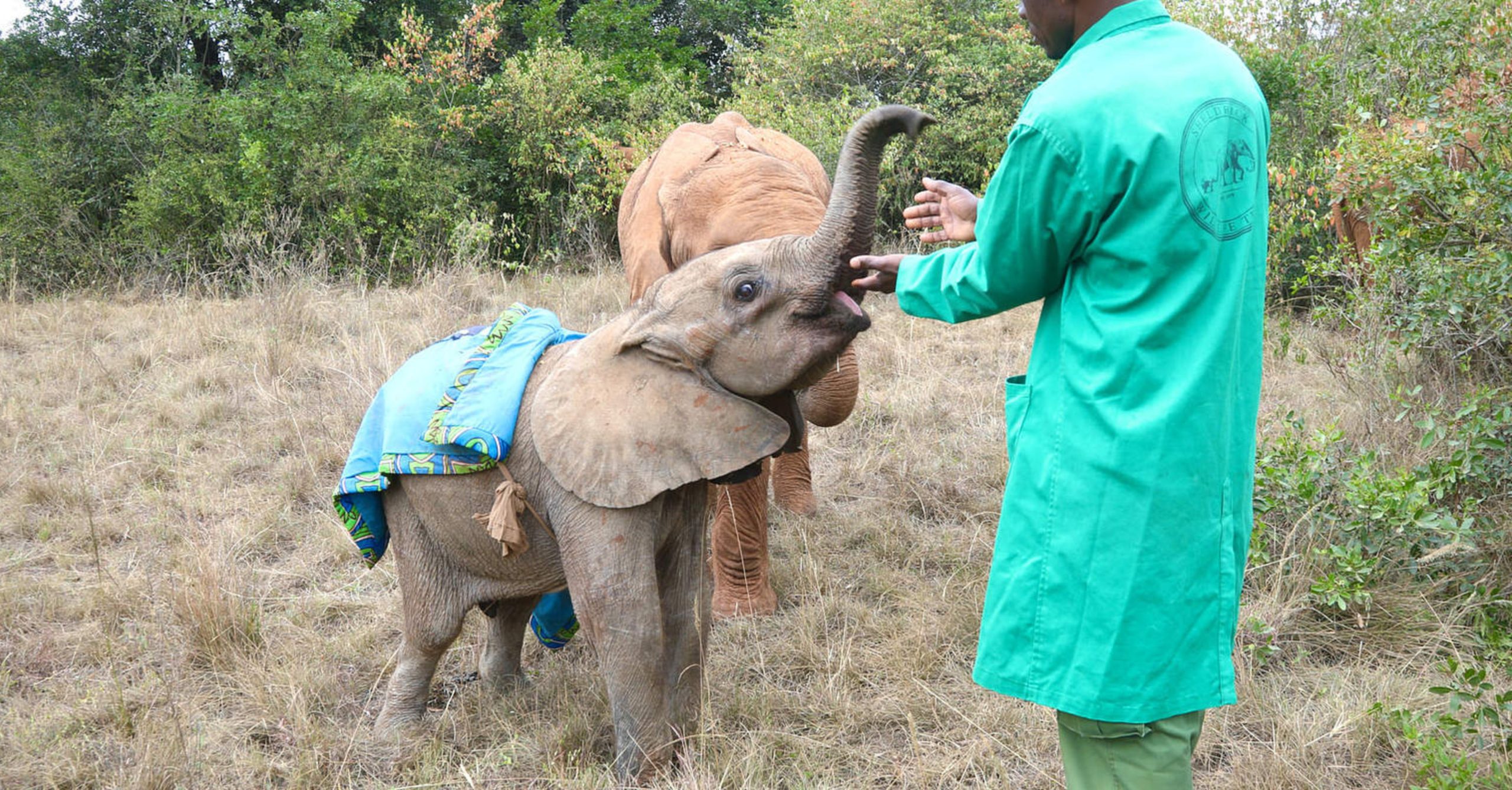 The orphan elephant’s journey to overcome strange things in the Savanna to continue living a normal life